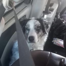 Australian Shepherds from In The Woods Aussies