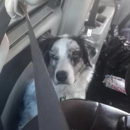 Australian Shepherds from In The Woods Aussies