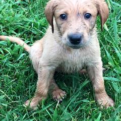 French Brittany and Labrador Retriever Puppies from Mackinaw Valley Gun Dogs
