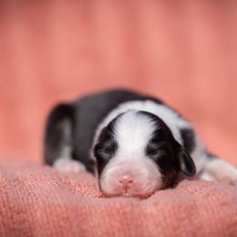 Hocus - Black tri-color female Australian Shepherd puppy in Weatherford, Texas from Ridgestar Aussies