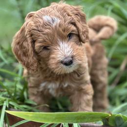 Max (Maxine) - Red  female Goldendoodle puppy in Franklin, North Carolina from Creekside Cottage Doodles