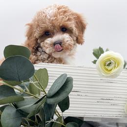 Cavapoo and Poodle Puppies from Freckle Paw Poodles