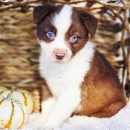 Parker - Red & white male Australian Shepherd puppy in Ennis, Texas from God’s Little Aussies