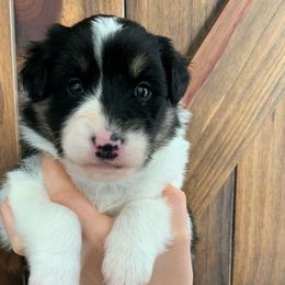 Shenendoah - Black white and tan Old Time Scotch Collie puppy in Mars Hill, North Carolina from Brambly Mountain Farm