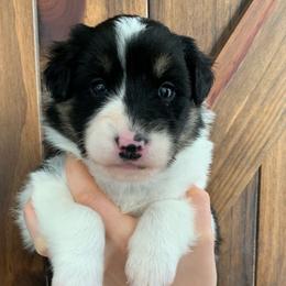 Shenendoah - Black white and tan Old Time Scotch Collie puppy in Mars Hill, North Carolina from Brambly Mountain Farm