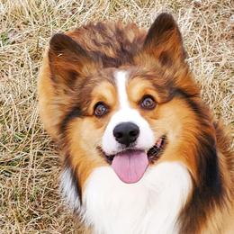 Wrangler - Pembroke Welsh Corgi