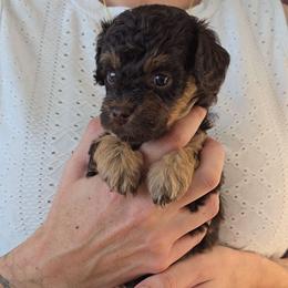 Mars - Red tri-color male Aussiedoodle puppy in Prescott Valley, Arizona from Ramirez Family Doodles
