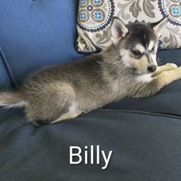 Billy - Silver and white male Pomsky puppy in Blackfoot, Idaho from Snake River Pomskys