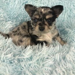 Chihuahua Puppies from Kim's Chi babies from Place of Grace