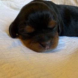 Girl 1 - Black and tan female Cavalier King Charles Spaniel puppy in Solon, Iowa from Hickory House Cavaliers