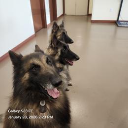 Belgian Tervuren puppies from Baulerschmidt Belgians