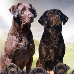 Labrador Retrievers from Champion Retrievers, Inc