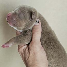 Girl 2 - Lilac tri-color female American Bully puppy in El Paso, Texas from PaPaws Gotta Love It Kennels