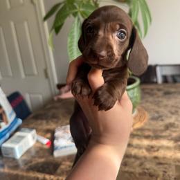 Brownie - Chocolate female Dachshund puppy in Yuba City, California from Mulberry Dachshunds