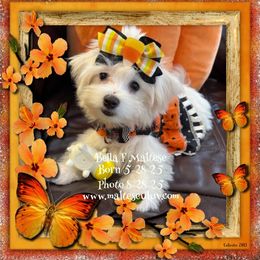 Bella - White female Maltese puppy in Silverhill, Alabama from Malteseuluv’s Tiny Treasurers