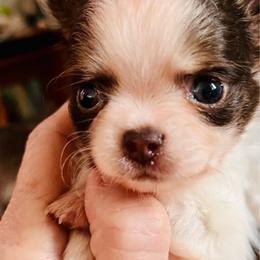 Easter - Chocolate and white female Chihuahua puppy in Windsor, South Carolina from Gemstone Chihuahuas