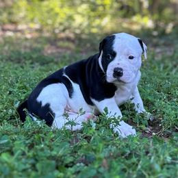 Holt-stein - White male American Bulldog puppy in Pace, Florida from Genesis American Bulldogs