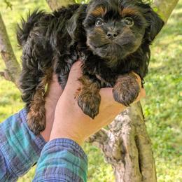 Treble - Black male Shihpoo puppy in Coshocton, Ohio from Forever Family Puppies