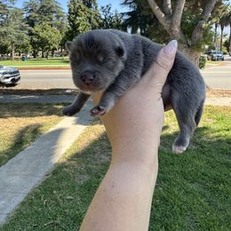 Lagoon - Blue female Pomsky puppy in La Verne, California from Red Cedar Pomskies