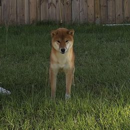 Beni - Shiba Inu