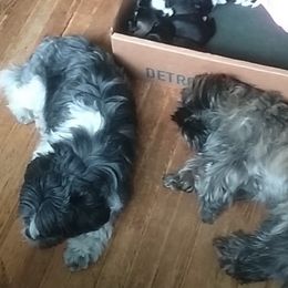 Shih Tzus from Darene Jordan