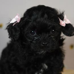 Happy (Pink Collar) - Black female Shihpoo puppy in Las Vegas, Nevada from Plush Toy Poodle Puppies & Pals