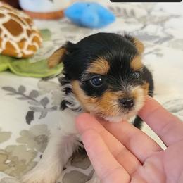 Finnick - Black tan and white male Biewer Terrier puppy in Conetoe, North Carolina from Southern Belle's Biewer Terriers & Papillons