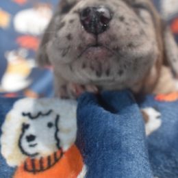 Fawn Merle Female Yellow Collar - Merlequin female Great Dane puppy in Alvarado, Texas from Texas Blue Danes