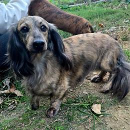 Archie - Dachshund