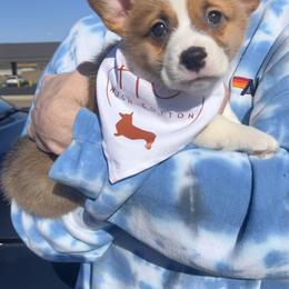 American Corgi and Pembroke Welsh Corgi Puppies from High Cotton Corgis