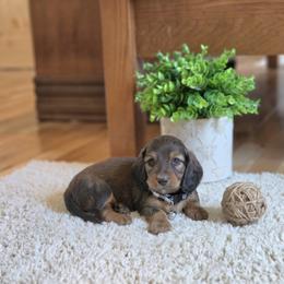 AKC Meet Jack :) - Sable male Dachshund puppy in Centerville, Iowa from Barnyard Dachshunds, Dals & Doodles