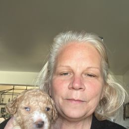 Goldendoodle Puppies from Blue Valley Goldendoodles