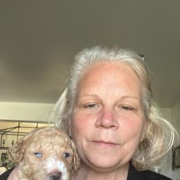 Goldendoodle Puppies from Blue Valley Goldendoodles