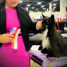 Cardi B - Black white and tan female Chinese Crested puppy in Brooksville, Florida from Ariella Standard Poodles & Chinese Cresteds