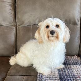 Havanese Puppies from Shadycove K9