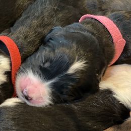Girl 1 - Black and white female Assorted Doodle Crosses puppy in Rocky Point, North Carolina from CelticDoods