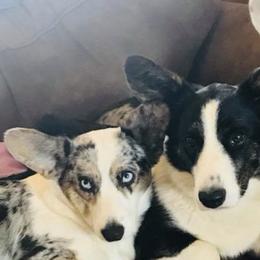 Cardigan Welsh Corgis from Carpenter Cardigan Welsh Corgis