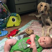 Saluki Puppies from Kushiel Salukis