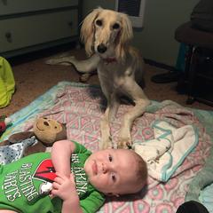 Saluki Puppies from Kushiel Salukis