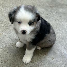 S'mores - Blue merle male Toy Australian Shepherd puppy in Bristow, Iowa from Pine Ridge Toy and Mini Aussies