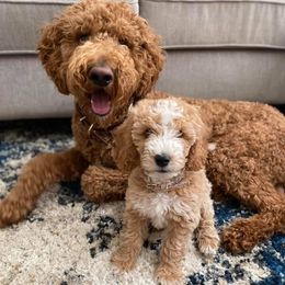 Goldendoodles from Absolute Doodle Co.