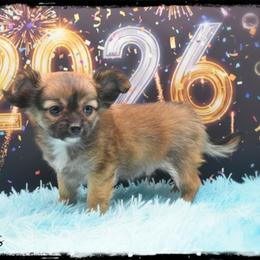 Hercules - Black sabled fawn male Chihuahua puppy in Demorest, Georgia from Sourpatch Chihuahuas