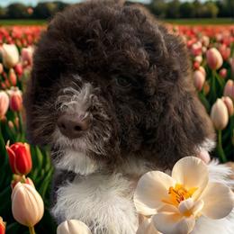 Brown girl - Brown female Lagotto Romagnolo puppy in Chicago, Illinois from Midwest Lagotto Romagnolo