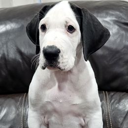 Uzi - Mantle female Great Dane puppy in Castle Rock, Washington from Uber Alles Great Danes