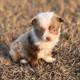Socks - Red merle male Toy Australian Shepherd puppy in Ambrose, Georgia from Brandilyn's Aussies