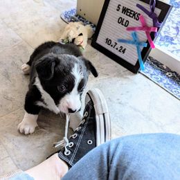 Cardigan Welsh Corgi Puppies from Smoky Tails Corgis