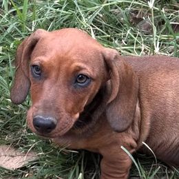 Dachshunds from CA_Dachshunds