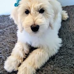 Goldendoodle Puppies from Bear Lake Bearded Retrievers