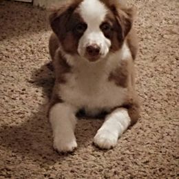 Miniature American Shepherd Puppies from Fruition Farms