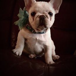 French Bulldog Puppies from Top Hat Ranch